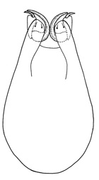 porcodon